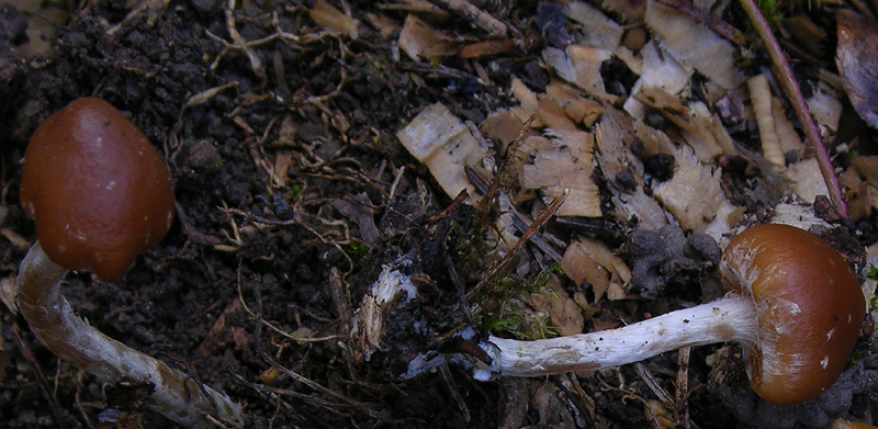 Galerina da determinare n�4.